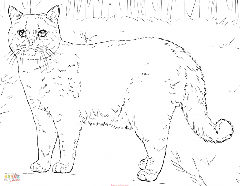 Kedi Boyama, Kedi Şablonları Sınıf Öğretmenleri İçin Ücretsiz Özgün